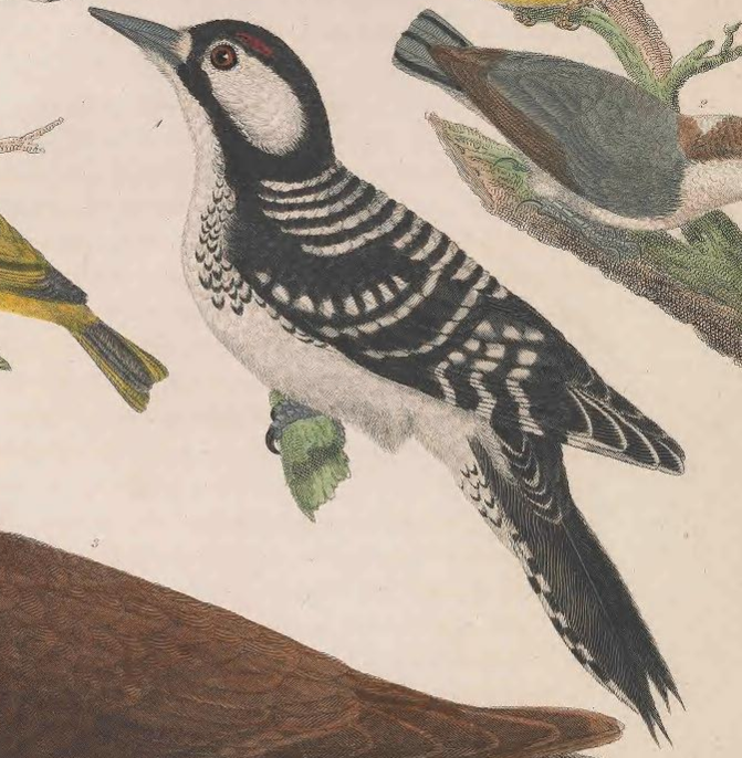 Red-cockaded Woodpecker