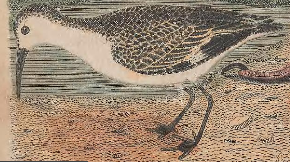Semipalmated Sandpipe