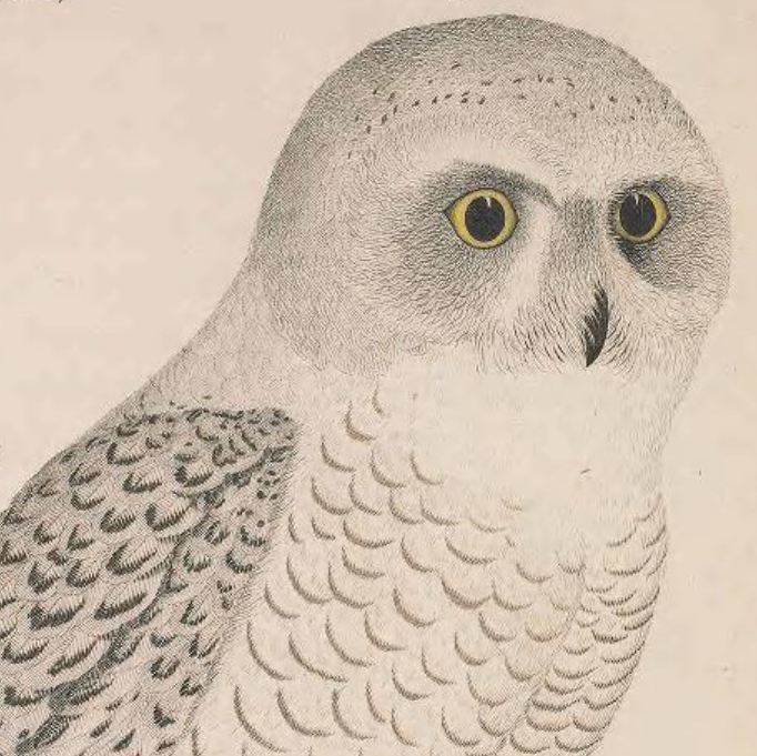 Snowy Owl