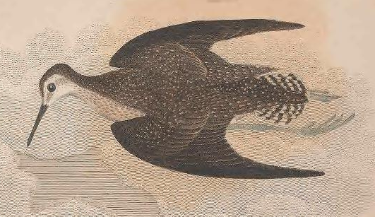 Solitary Sandpiper