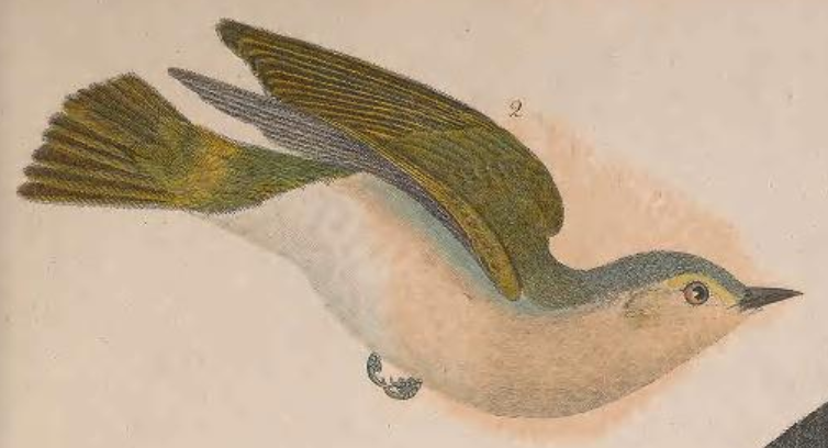 Tennessee Warbler