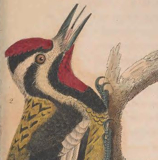 Yellow-bellied Sapsucker